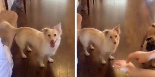 La chienne sourde a cette réaction adorable quand sa famille lui dit qu’il est l’heure de la promenade